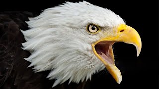 Call of a Bald Eagle  Bald Eagle Sounds [upl. by Grussing]