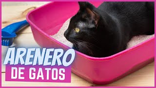 13 Consejos útiles para la caja de arena  Arenero de Gatos [upl. by Ivetts]