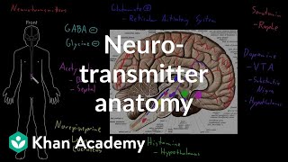 Neurotransmitter anatomy  Organ Systems  MCAT  Khan Academy [upl. by Nyrehtak]