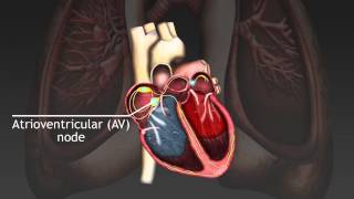 How the cardiac cycle is produced by electrical impulses in the heart [upl. by Nocam]