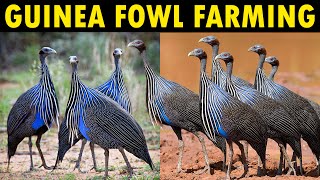 Guinea Fowl Farming  Business Starting Plan For Beginners  Raising Guinea Fowl [upl. by Airdnna]