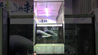 Evining Time Feeding 😬 shorts arapaima fish monsterfish aquarium ytshorts shortsfeed [upl. by Herm]