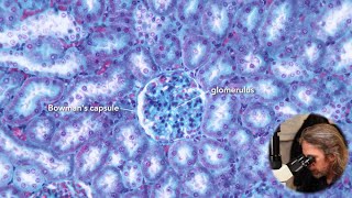 Microscopic anatomy of the kidney [upl. by Nirel]