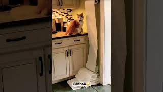 Funny Cat😂 cat animals kitten cute catlover funny fyp shorts newfypoo foryourpage [upl. by Htaek]