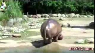 Big fat hippo poop [upl. by Ted]