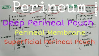 Perineum  6 Perineal Membrane Deep amp Superficial Perineal Pouch [upl. by Emmaline635]