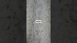 Así preparo el Aspergillus oryzae alias KOJI [upl. by Starlene]