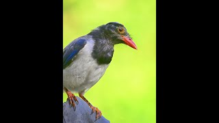 A red billed blue magpie cooling down [upl. by Maryl]