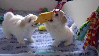 Just Incredible Coton de Tulear Puppies 7 weeks old [upl. by Hinson]