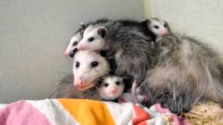 Opossum Babies getting too big for Mother quotOpossum Dr Kenneth Jones Animal Hospitalquot [upl. by Prevot920]