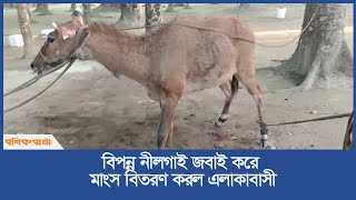 বিপন্ন নীলগাই জবাই করে মাংস বিতরণ করল এলাকাবাসী  Nilgai  Extinct Animal  Thakurgaon [upl. by Delaryd]