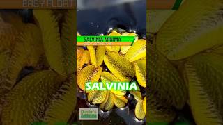 SALVINIA MINIMA  Floating Aquarium Plant For Sale [upl. by Brindell668]