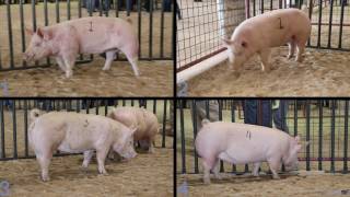 Livestock Judging  Breeding Gilts [upl. by Zehcnas]