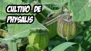 El Cultivo de Physalis o Tomatillo  Huerto Organico  Evolución y Cosecha [upl. by Eixela]