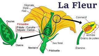 Morphologie De La Fleur [upl. by Mairhpe869]