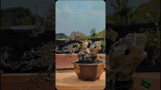 BONSAI SISIR ALISME DI PAMERAN BONSAI SHAKA BONSAI PANDAWA PANDAAN [upl. by Sulakcin]