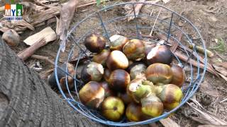 Borassus flabellifer  Taati Munjalu  Palm Fruit  street food [upl. by Prestige664]