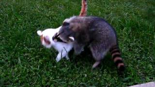 Raider the Raccoon Tries to Befriend a Cat Part 1 [upl. by Calan]