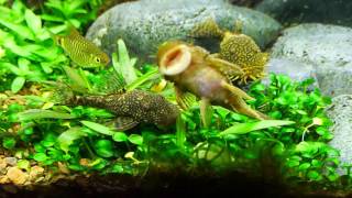 LDA08 ancistrus claro goldmarble pleco [upl. by Nivanod]