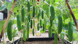 How to grow Cucumbers vertically extremely lots of fruit Growing cucumbers [upl. by Ecined]