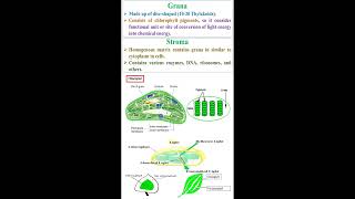 Grana and Stroma of Chloroplast geneticteacher [upl. by Alidia]