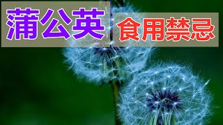 蒲公英的功效和作用？蒲公英食用禁忌？ [upl. by Mook]