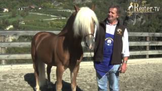 Rasseportrait Haflinger bei Kastelruther Spatz Norbert Rier [upl. by Perl351]