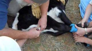 Castrating a Longhorn Bull Calf [upl. by Karlen]