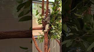 Koala Want To Eat Eucalyptus 20231210 Lone Pine Koala Sanctuary Brisbane Australia 4K [upl. by Eiznek]