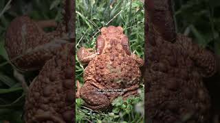 Le crapaud donne des verrues 😰 crapaud animaux [upl. by Eyoj]