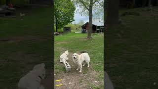 Livestock Guardian Dogs davidattenborough greatpyrenees livestockguardiandog maremma [upl. by Ayetal]