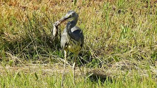 Graureiher frisst große Wühlmaus  grey heron eats a big vole [upl. by Enitsirt]