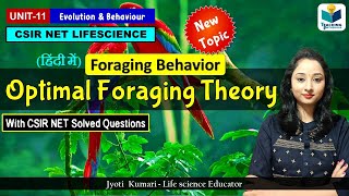 Optimal foraging Theory OFT  foraging behavior  Evolution amp Ecology [upl. by Idnym884]