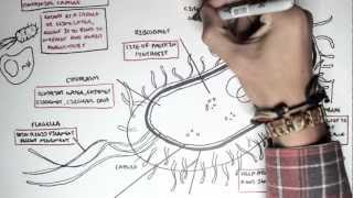 Microbiology  Bacteria Structure [upl. by Egiap]