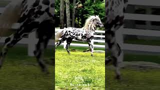 horse appaloosa friesian horseshow horselife horseshowlife horsefan horsestance [upl. by Hakim]