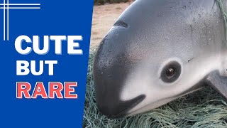 Vaquita Worlds Rarest Marine Mammal Close to Extinction [upl. by Sualk]