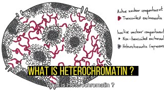 Heterochromatin TypesDifferences Constitutive and Facultative Heterochromatin [upl. by Maxima]