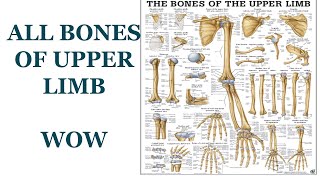 trick of all Bones of upper limb osteology of upper limb [upl. by Grondin]