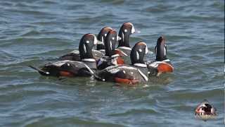 Harlequin Duck Old Squaw Long Tailed Ducks [upl. by Negeam]