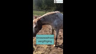 Graszaadhooivergiftiging bij paarden [upl. by Sherurd]