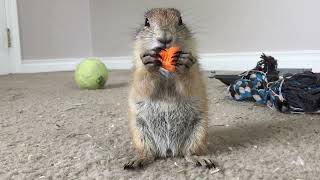 Prairie dog popcorn gets a baby carrots [upl. by Mireille]