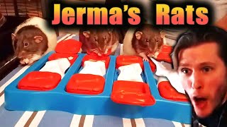 Jermas Rats Found a Onion jerma985 [upl. by Caraviello]