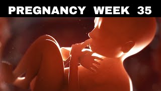 Pregnancy Week 35 Growing Baby Discomfort and More [upl. by Primrosa]