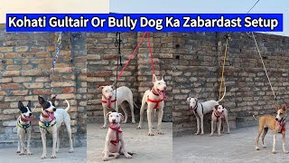 Biggest Kohat Dog 🐕 Centre  Kohati Gultair vs Bully Dog [upl. by Sheeree]