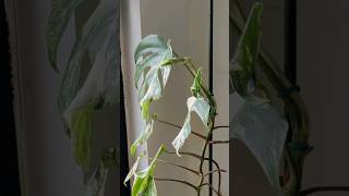 monstera albo variegated leaf unfurling timelapse [upl. by Addison951]