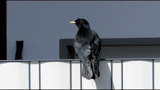 Alpine Chough  Pyrrhocorax graculus  Alpenkauw  Schruns  Vorarlberg  Austria  3032019 [upl. by Benjy306]