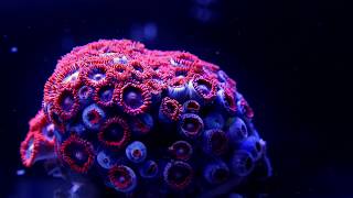 Magic Coral TimeLapse HD [upl. by Crockett]