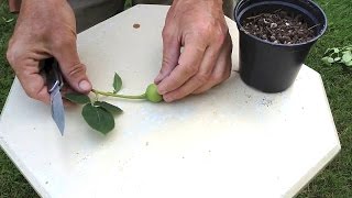 How To Hybridize New Roses with Rose Breeder Guest Brad Jalbert [upl. by Ehling]