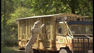 Tigerfütterung im SerengetiPark in Bus hautnah erleben [upl. by Annemarie]