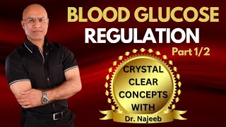 Fed State  Blood Glucose Regulation Part 12 [upl. by Ennaus]